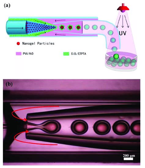 A Schematic Illustration Of The Microfluidic Fabrication Process Of