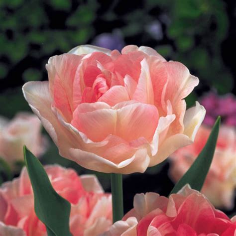 Double Peony Tulip Angelique K Van Bourgondien