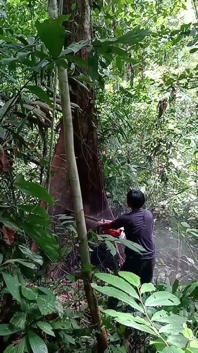 Tebang Pohon Di Tengah Hutan Papua Youtube