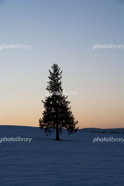 冬の夕暮れの丘のマツの木 美瑛町 写真素材 5831901 フォトライブラリー Photolibrary