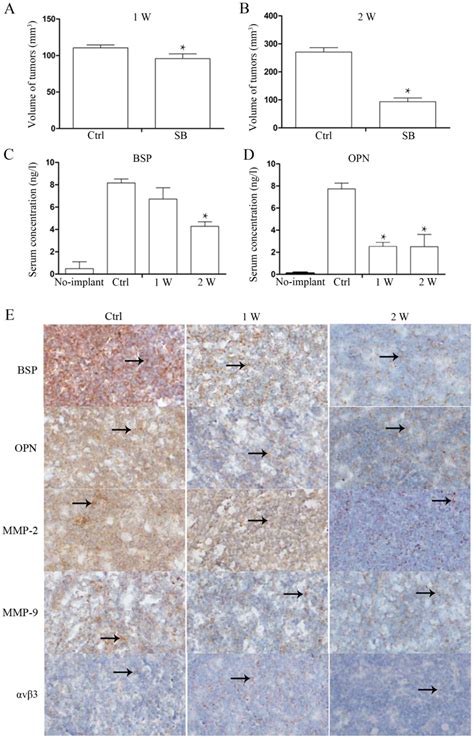 SB225002 Inhibits Prostate Cancer Invasion And Attenuates The