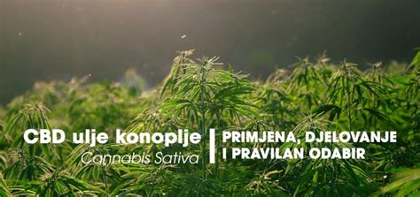 Cbd Ulje Konoplje Lat Cannabis