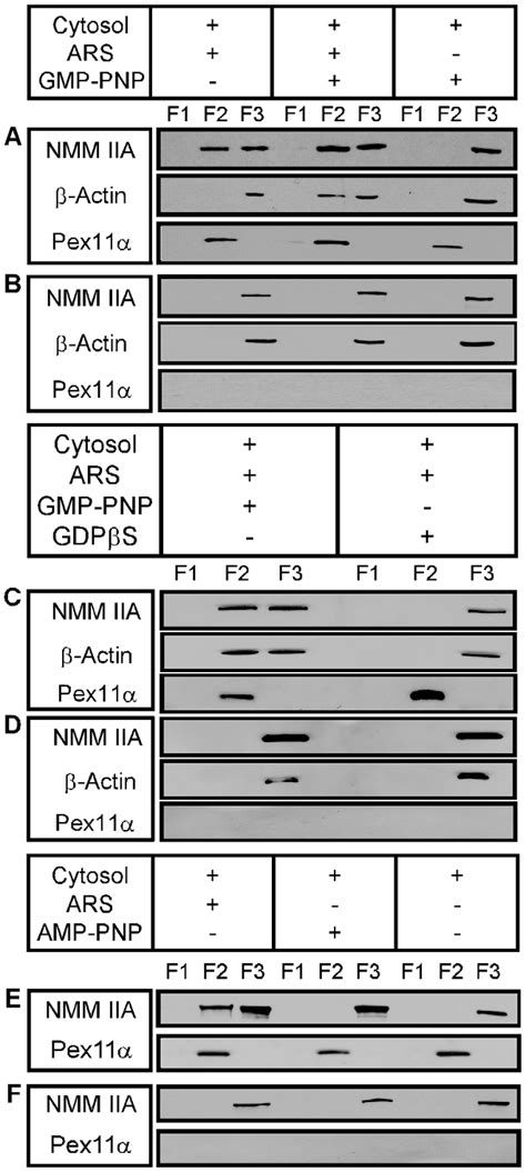 Atp And Gtp Dependent Binding Of Nmm Iia Heavy Chain And B Actin To