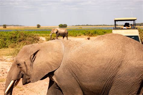 A Herd Of African Elephants Loxodonta Africana Grazing Next To Safari