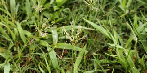 Zone 9 Grass Varieties GFL Outdoors