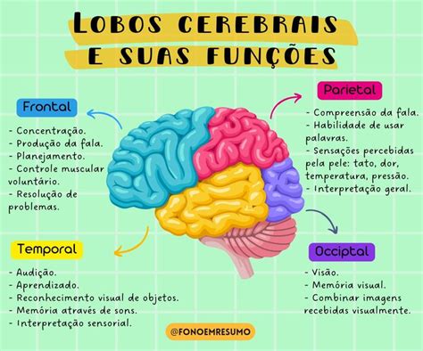 Lobos cerebrais e suas funções em 2023 Lobos cerebrais Estudos para