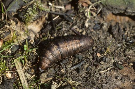 Elephant Hawkmoth Deilephila Elpenor Pupa Editorial Stock Photo - Stock ...