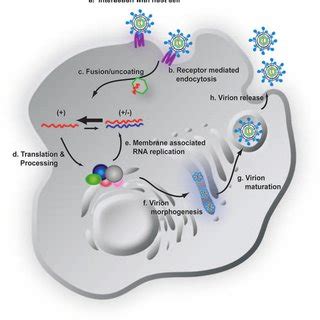 HCV Genome Organization Polyprotein Processing And Protein Topology