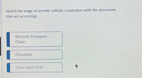 Solved Match The Stage Of Aerobic Cellular Respiration With Chegg