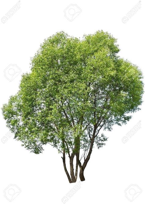 3 Austree Hybrid Willow Tree Cuttings Fastest Growing Tree Great For