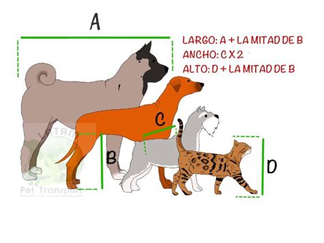 C Mo Medir A Tu Mascota Para El Transporte Latam Pet Transport Colombia