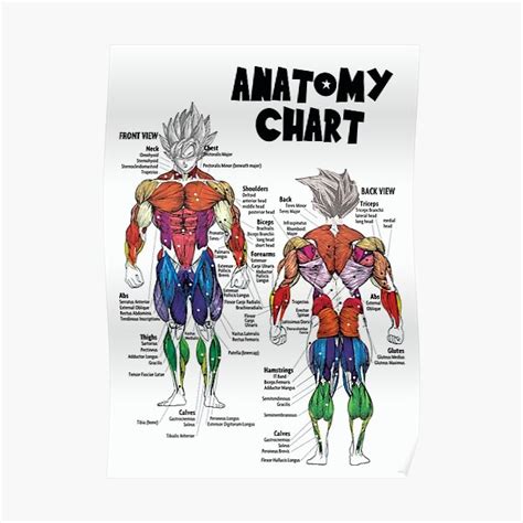 Muscle Chart - Anatomy Diagram - Anime Gym Motivational Premium Matte ...