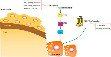 Frontiers Small Molecule Inhibitors Of Osteoarthritis Current