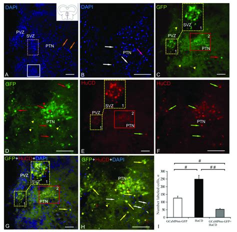 Z Stacks Representing Hucd Immunolabeling In The Posterior Tuberculum