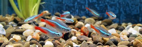 How Many Neon Tetras In A Gallon Tank Guide