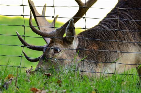 DEER FENCE DIY GUIDE: HOW TO INSTALL A DEER FENCE AND KEEP WILDLIFE OUT ...