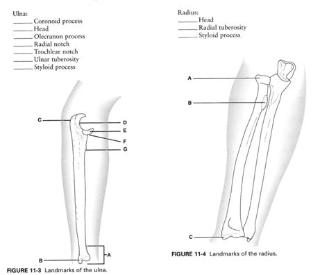 Ulna Boney Landmarks Diagram Quizlet