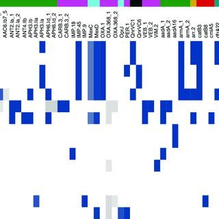 Amr Gene Content Of The Pbt Like Megaplasmid Group The Heatmap