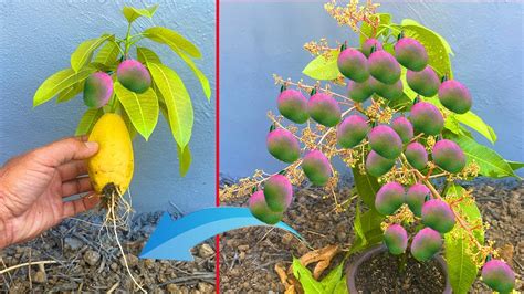 How To Propagate Mango From Cutting Crafting Idea Mango And Get The