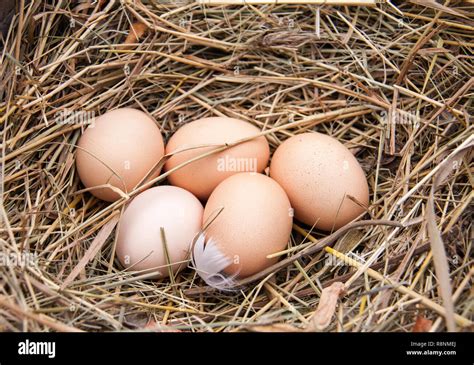 Five Chicken Eggs Lying In The Hay Stock Photo Alamy