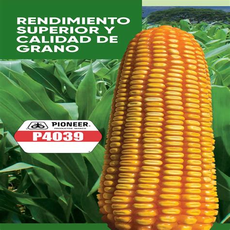 SEMILLAS DE MAIZ PIONEER P4039 DISTRIBUCIONES H Y H