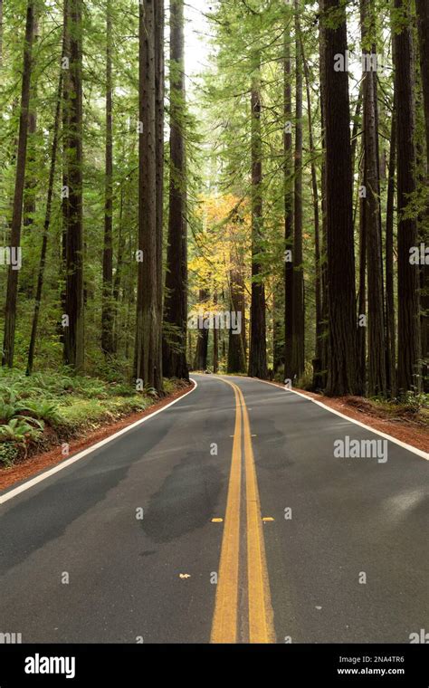 Redwood Forest Highway, Northern California, USA Stock Photo - Alamy