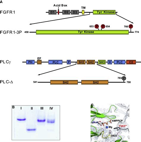 The Selectivity Of Receptor Tyrosine Kinase Signaling Is Controlled By