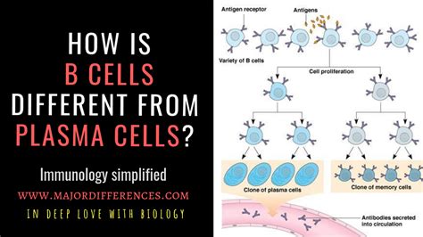 Difference between B cells and Plasma cells (B cells vs Plasma cells)