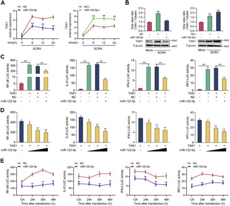 The Long Noncoding Rna Mir122hg Is A Precursor For Mir 122 5p And