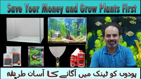 How To Grow Aquatic Plants In Aquarium Low Tech Aquarium Plants For