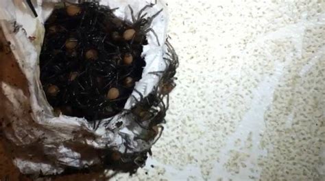 Funnel Web Spider Babies Burst From Egg Sac On Video At The Australian