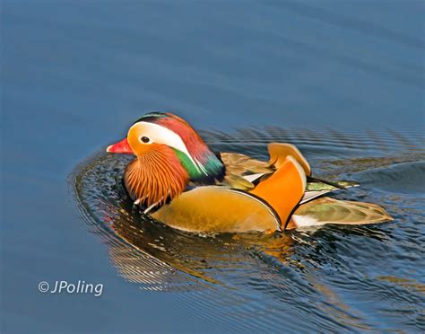 Mandarin Duck, male Mandarin Duck, Import From China, Mandarins ...