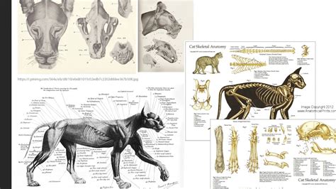 0206 Anatomía Animal — Ilustración Aprende A Diseñar Animalesesp