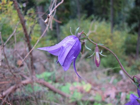 Zew Natury: Dzwonek jednostronny (Campanula rapunculoides)