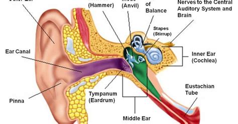 Anatomi Telinga Luar Tengah Dan Dalam Sebagai Indra Pendengaran
