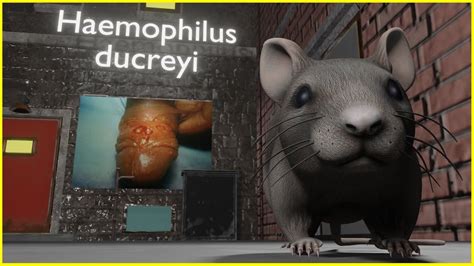 Haemophilus Ducreyi ANIMATED Mnemonic For The USMLE YouTube