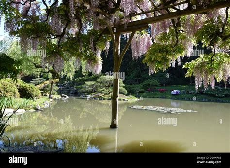 Seattle's iconic Japanese Gardens in Washington Park Stock Photo - Alamy