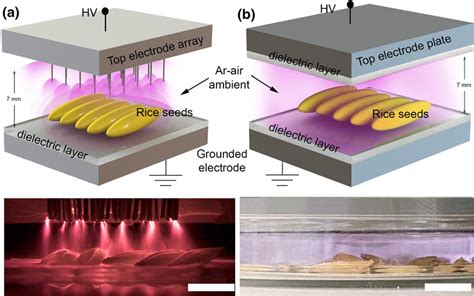 Electrical discharge plasma on rice seed. a Schematic diagram of ...