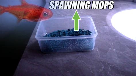 Attempting To Breed Ember Tetra Using The Spawning Mop Method Youtube