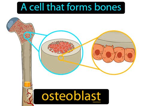 Osteoblast Definition Image Flippy