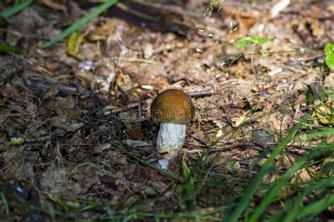 Hongos Comestibles Boletus Sobre Un Fondo De Hierba Verde Foto De