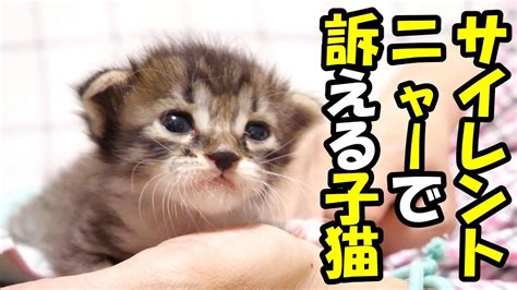 すぐに気付けなくてごめんね。子猫がサイレントニャーで伝えたいこと【赤ちゃん猫 保護猫】 Youtube