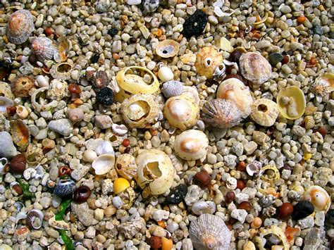 Shell Rocks Gravel Wallpaper Top Free Wallpapers