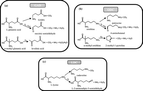 Reactions of PLP α decarboxylases a GAD with l glutamic acid and