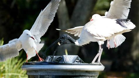 Man Charged After Trying To Cook And Eat An Ibis Sbs News