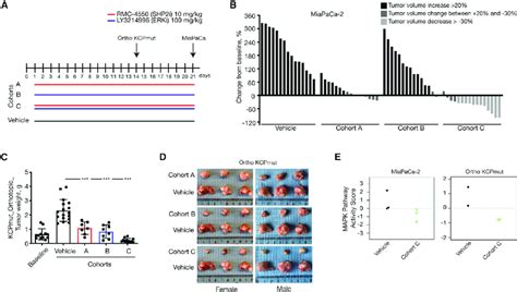 In Vivo Assessment Of Treatment Response In A Xenograft And In An