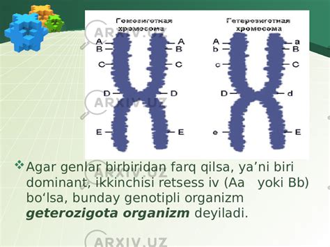 Mendel Qonunlari Mendelning Birinchi Qonuni Sinf