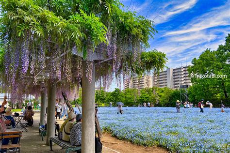 ネモフィラ園 大阪で青の絶景が見れる！【長居植物園】見どころ・アクセス方法 みこ旅 トラベルガイド