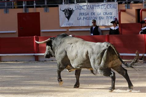 Saint Martin De Crau Une Oreille Pour Lamelas Tertulias