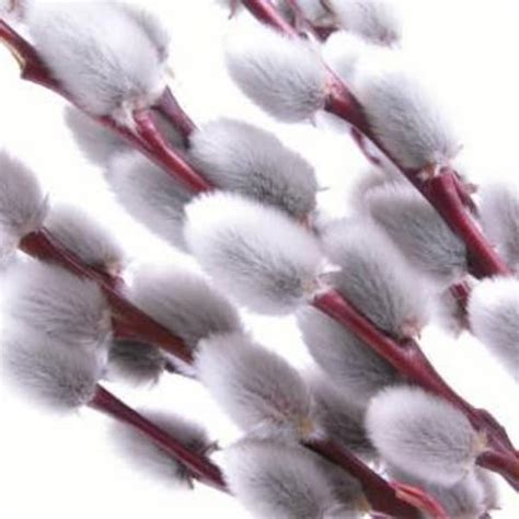 Pussy Willow Wreath Etsy